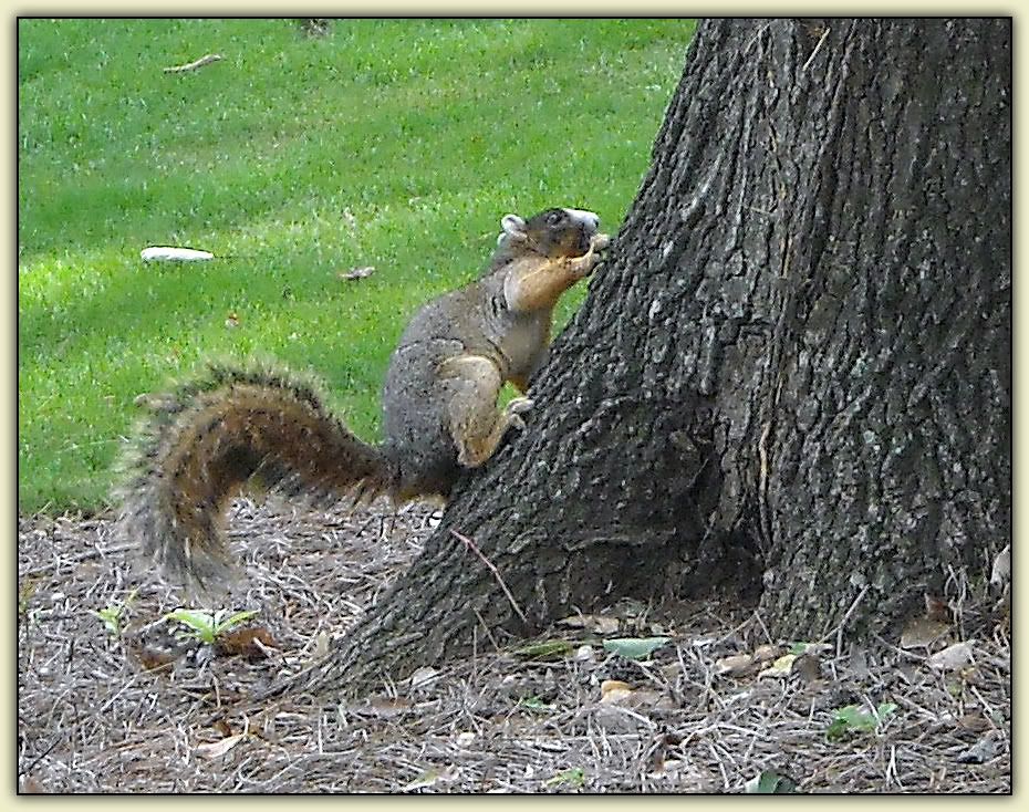 Blog d'Elisson SCREWY SQUIRRELS